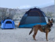 Camping Dog