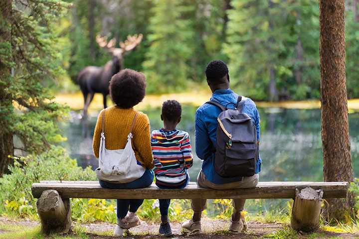 Watching a Moose