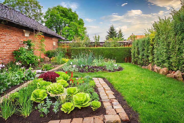 Edible Landscape
