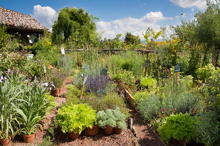 Herb Gardening