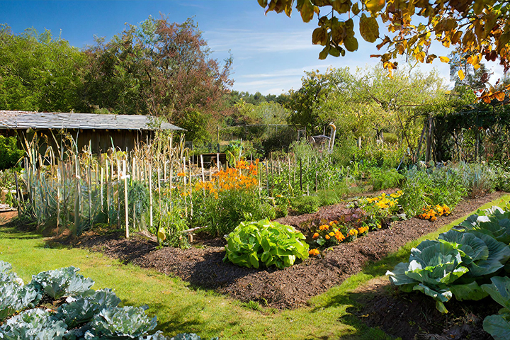 Vegetable Gardening