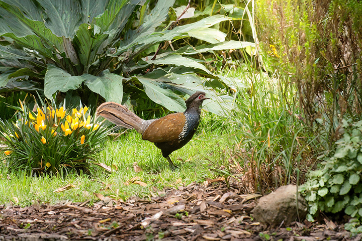 Wildlife Gardening
