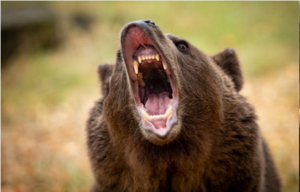 Bear Roaring
