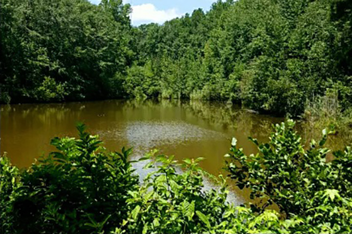 Alabama National Forest