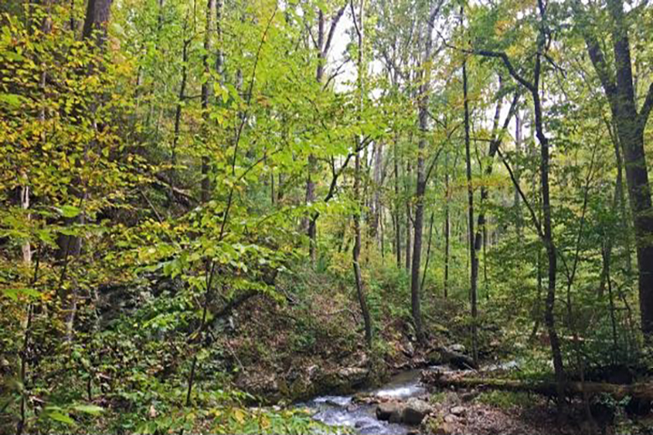 Virginia Forest