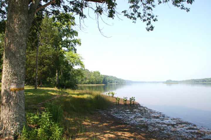 Virginia Forest