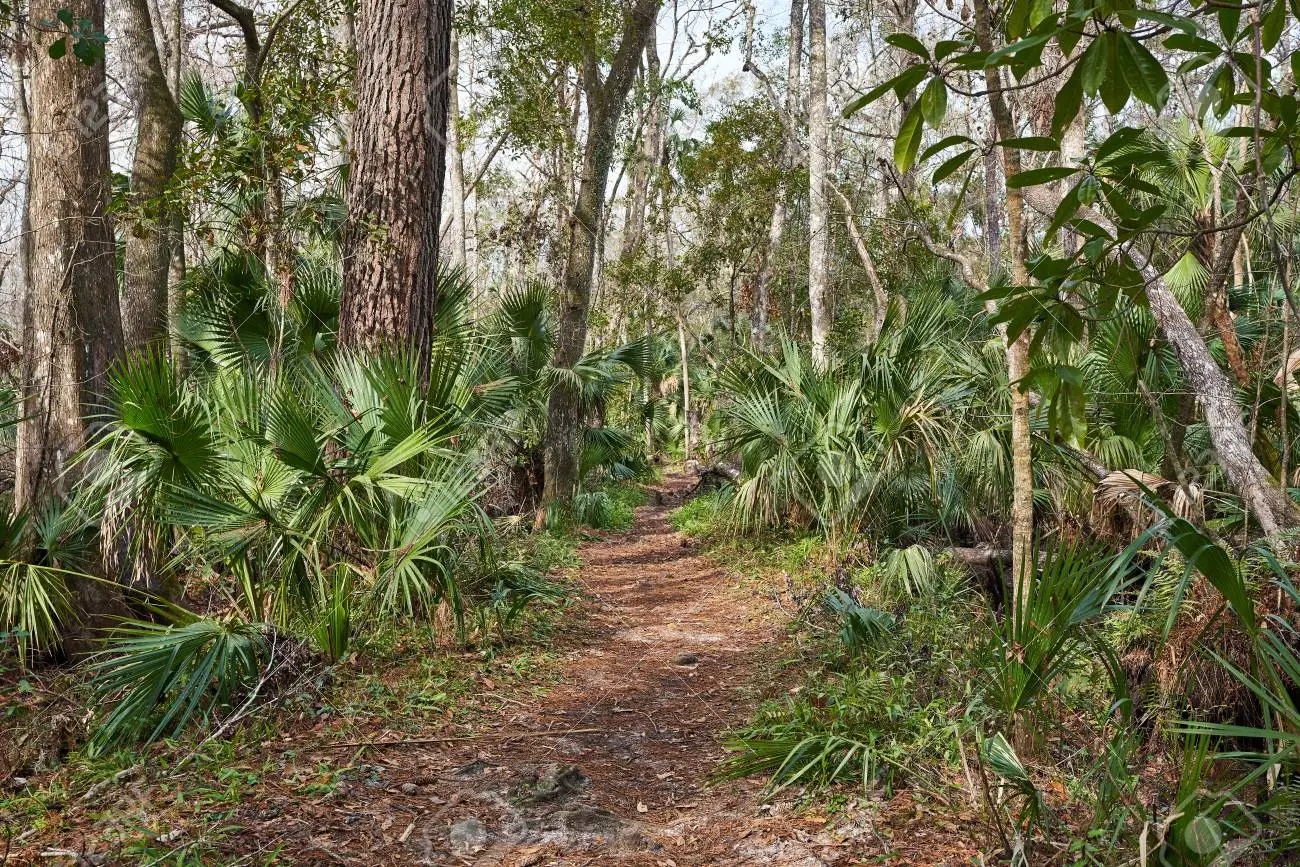 Siera National Forest