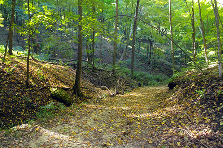 Iowa Forest
