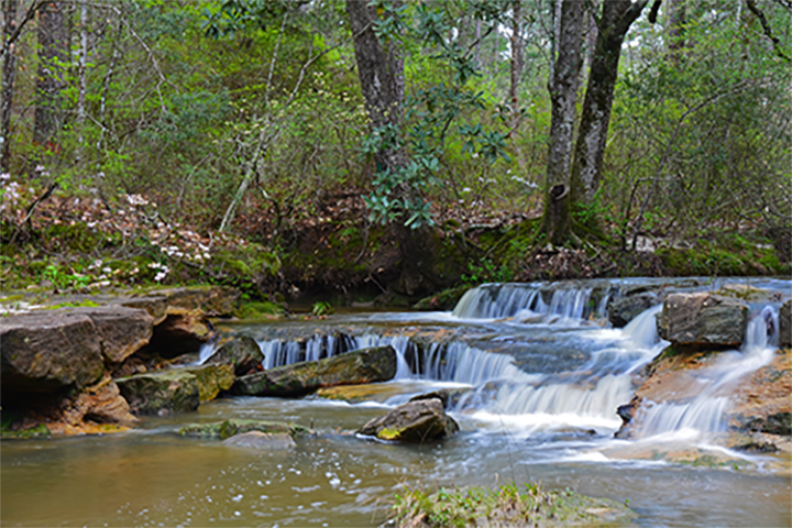National Forest Creek