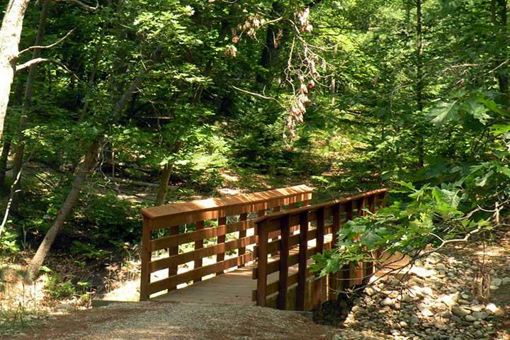 Michigan National Forest