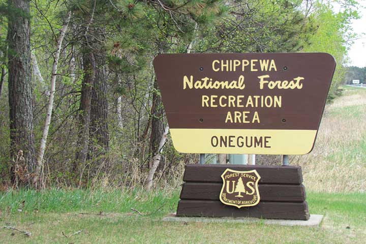 Chippewa Forest