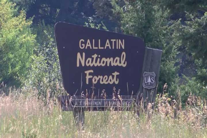 Gallatin Forest