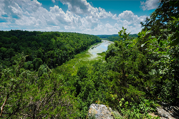 Nebraska Forest