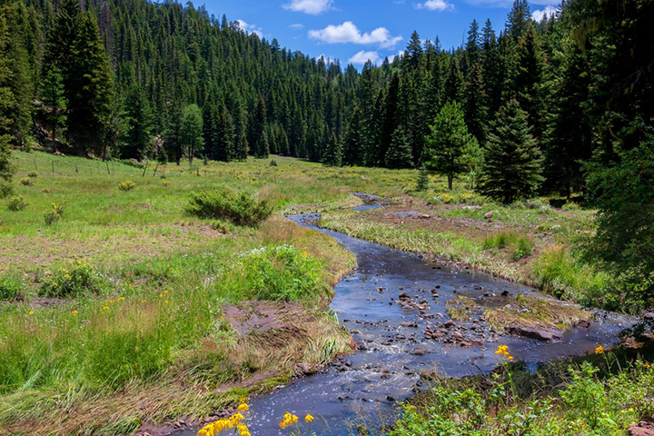 Gia National Forest