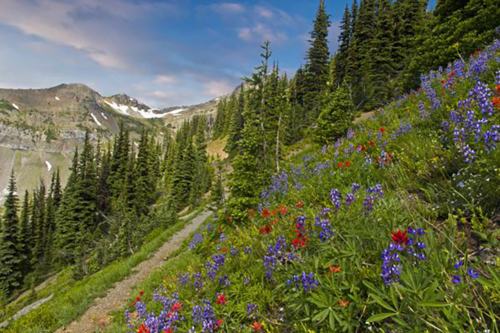 Humbolt National Forest