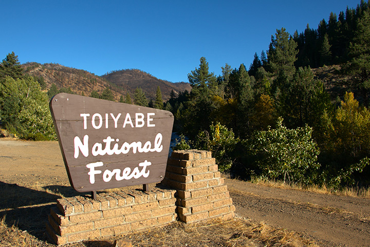 Toiyobi Forest