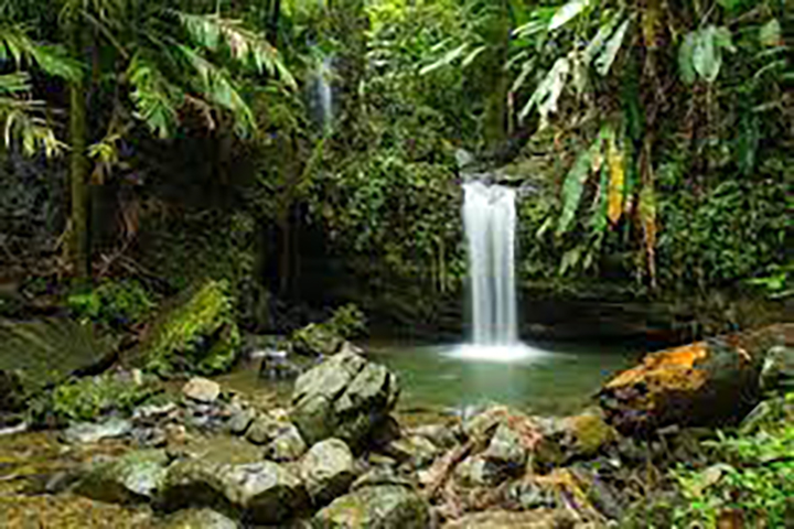 Rain Forest