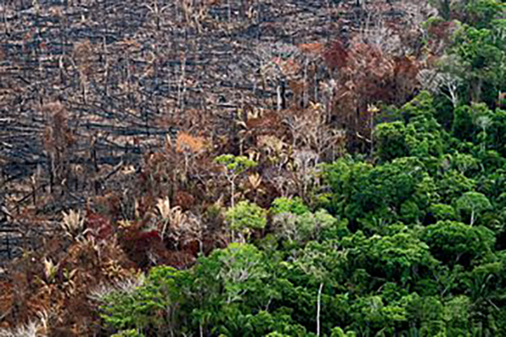 Deforestation